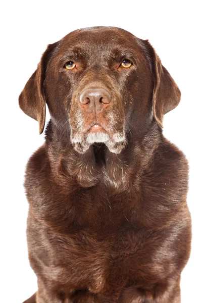 Old brown labrador dog isolated on white background. Studio shot. — Stock Photo, Image