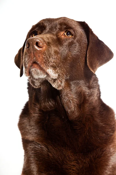 Stare brązowy labrador pies na białym tle. łapka. — Zdjęcie stockowe