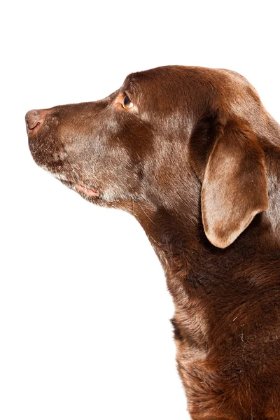 Oude bruine labrador hond geïsoleerd op een witte achtergrond. studio opname. — Stockfoto