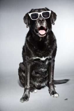 komik yaşlı Siyah labrador retriever beyaz güneş gözlüğü takıyor. izole üzerinde gri arka plan stüdyo vurdu.