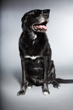 komik yaşlı Siyah labrador retriever siyah güneş gözlüğü takıyor. izole üzerinde gri arka plan stüdyo vurdu.