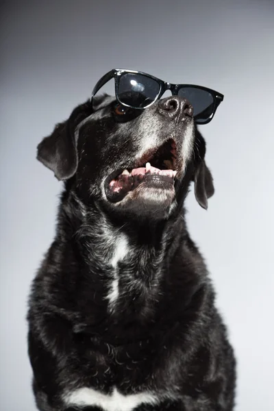 Zabawny stary czarny labrador retriever sobie czarne okulary. Studio strzał na białym tle na szarym tle. — Zdjęcie stockowe