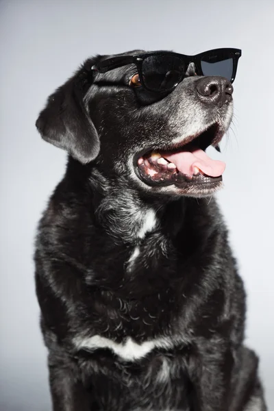 Divertente vecchio labrador nero che indossa occhiali da sole neri. Studio girato isolato su sfondo grigio . — Foto Stock