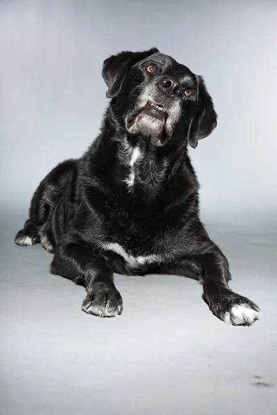 旧的黑色拉布拉多犬。工作室拍摄上孤立的灰色背景. — 图库照片