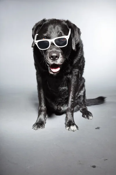 Divertido viejo labrador negro recuperador usando gafas de sol blancas. Estudio plano aislado sobre fondo gris . — Foto de Stock