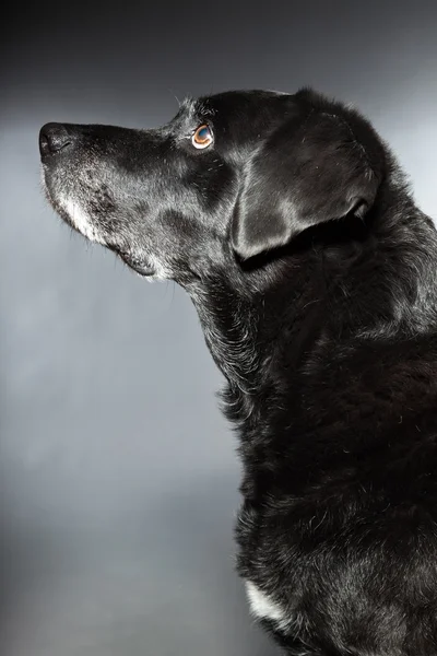 Oude zwarte labrador retriever. studio opname geïsoleerd op grijze achtergrond. — Stockfoto