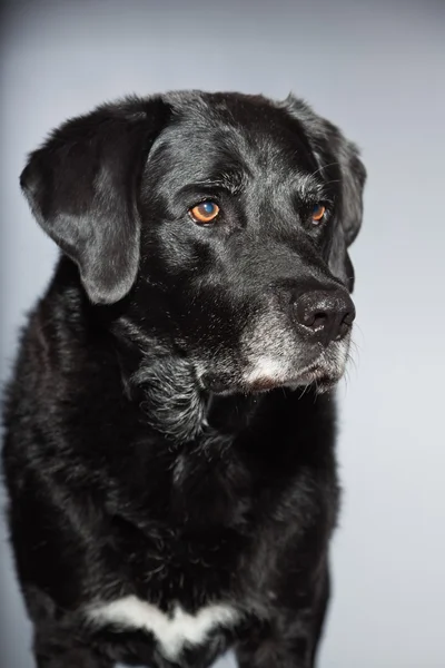 Alter schwarzer Labrador Retriever. Studioaufnahme isoliert auf grauem Hintergrund. — Stockfoto