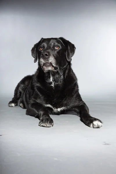 旧的黑色拉布拉多犬。工作室拍摄上孤立的灰色背景. — 图库照片