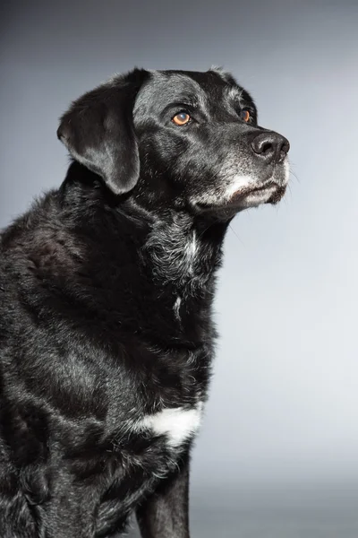 Old black labrador retriever. Studio shot terisolasi di latar belakang abu-abu . — Stok Foto