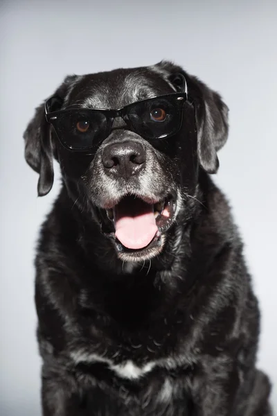 É engraçado o velho labrador preto a usar óculos escuros. Estúdio tiro isolado em fundo cinza . — Fotografia de Stock