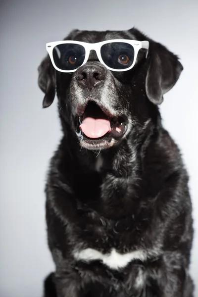 Sjov gammel sort labrador retriever iført hvide solbriller. Studio skudt isoleret på grå baggrund . - Stock-foto