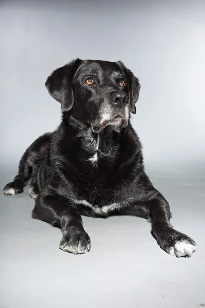 Old black labrador retriever. Studio shot isolated on grey background. — Stock Photo, Image
