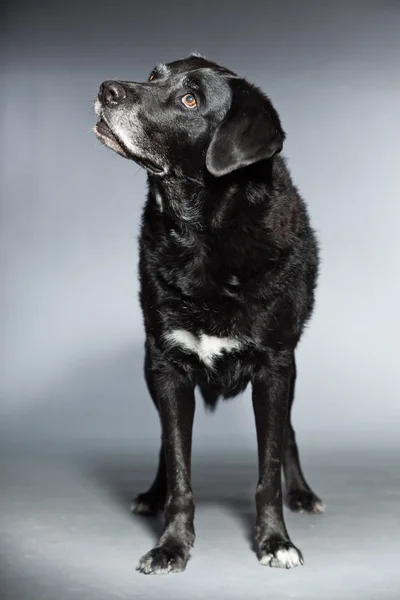 Oude zwarte labrador retriever. studio opname geïsoleerd op grijze achtergrond. — Stockfoto