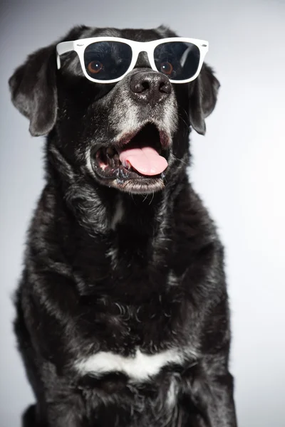 Αστείο παλιό μαύρο labrador retriever φορώντας λευκό γυαλιά ηλίου. στούντιο πυροβόλησε απομονωμένες σε γκρι φόντο. — Φωτογραφία Αρχείου
