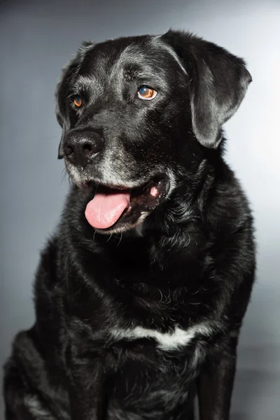 Old black labrador retriever. Studio shot isolated on grey background. — Stock Photo, Image