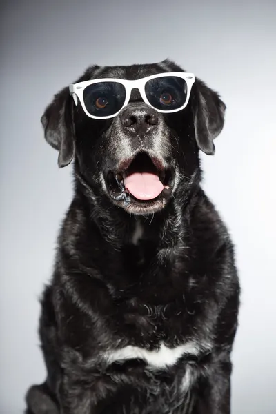 Vicces régi fekete labrador retriever fehér napszemüveget visel. stúdió felvétel elszigetelt a szürke háttér. — Stock Fotó