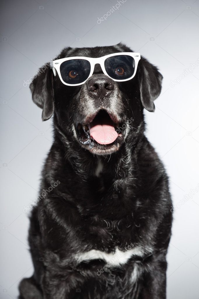 Funny old black labrador retriever wearing white sunglasses. Studio shot isolated on grey background.