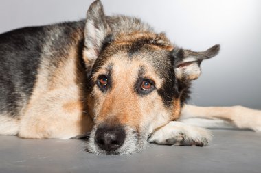 eski Alman çoban köpek. izole üzerinde gri arka plan stüdyo vurdu.