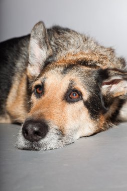 eski Alman çoban köpek. izole üzerinde gri arka plan stüdyo vurdu.