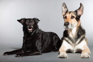 iki köpek birlikte. siyah karışık cins köpek ve Alman kurdu. izole üzerinde gri arka plan stüdyo vurdu.