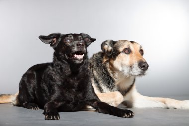 iki köpek birlikte. siyah karışık cins köpek ve Alman kurdu. izole üzerinde gri arka plan stüdyo vurdu.