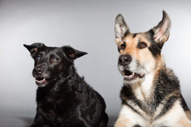 iki köpek birlikte. siyah karışık cins köpek ve Alman kurdu. izole üzerinde gri arka plan stüdyo vurdu.