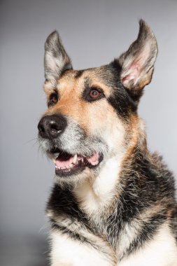 eski Alman çoban köpek. izole üzerinde gri arka plan stüdyo vurdu.