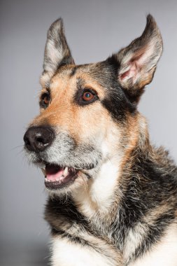 eski Alman çoban köpek. izole üzerinde gri arka plan stüdyo vurdu.