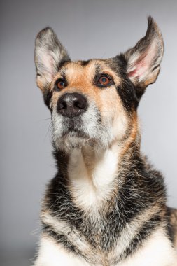 eski Alman çoban köpek. izole üzerinde gri arka plan stüdyo vurdu.