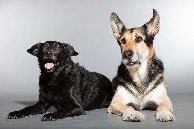 iki köpek birlikte. siyah karışık cins köpek ve Alman kurdu. izole üzerinde gri arka plan stüdyo vurdu.