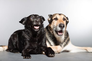 iki köpek birlikte. siyah karışık cins köpek ve Alman kurdu. izole üzerinde gri arka plan stüdyo vurdu.