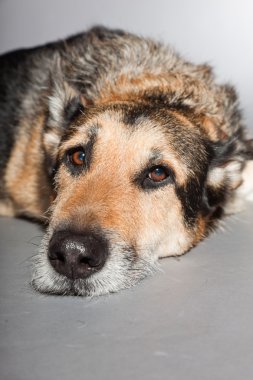 eski Alman çoban köpek. izole üzerinde gri arka plan stüdyo vurdu.