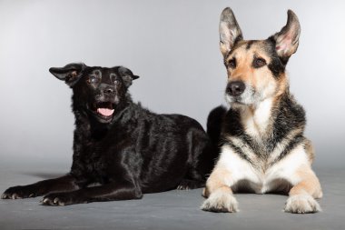 iki köpek birlikte. siyah karışık cins köpek ve Alman kurdu. izole üzerinde gri arka plan stüdyo vurdu.