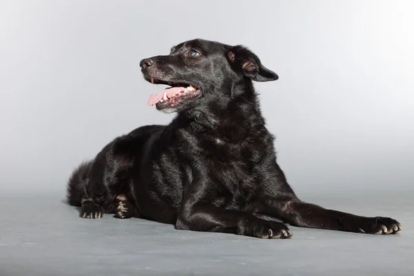 Perro negro de raza mixta. Estudio plano aislado sobre fondo gris . — Foto de Stock
