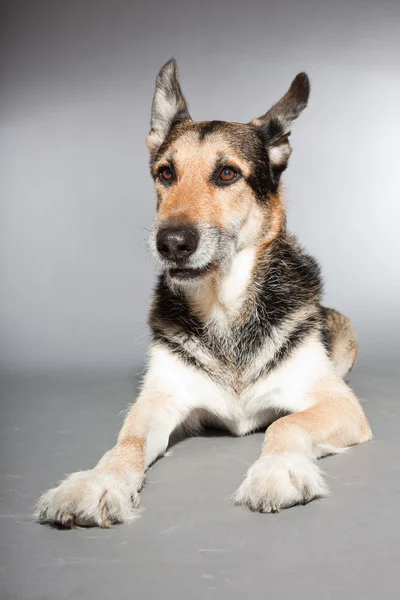Cute old german shepherd dog. Studio shot isolated on grey background. — Stock Photo, Image