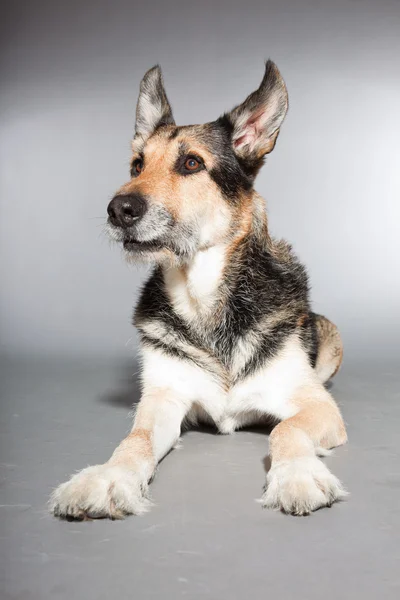 Hezký starý německý ovčák pes. Studio záběr izolované na šedém pozadí. — Stock fotografie