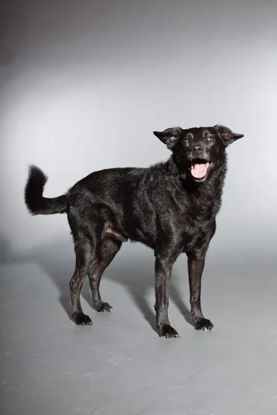 stock image Mixed breed black dog. Studio shot isolated on grey background.