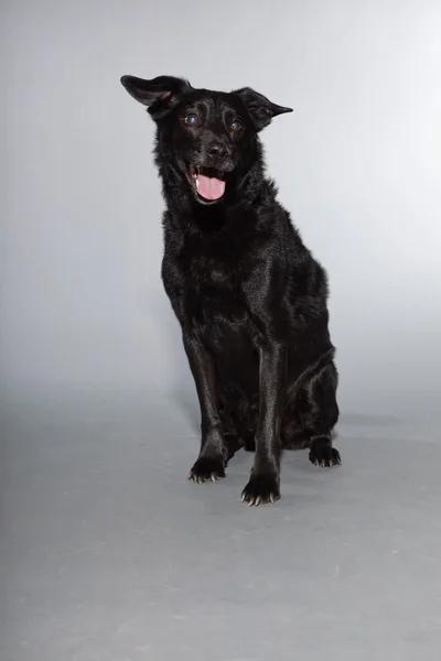 Perro negro de raza mixta. Estudio plano aislado sobre fondo gris . — Foto de Stock