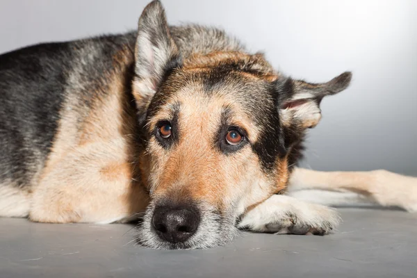 stock image Cute old german shepherd dog. Studio shot isolated on grey background.