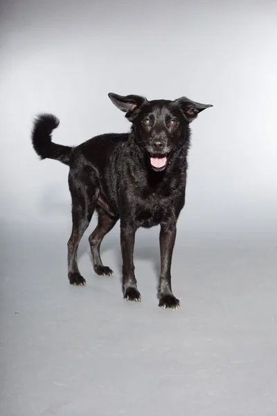 Gemengd ras zwarte hond. studio opname geïsoleerd op grijze achtergrond. — Stockfoto