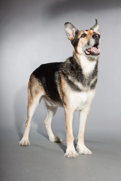 Χαριτωμένο γέρικο σκυλί Γερμανικός Ποιμενικός. στούντιο πυροβόλησε απομονωμένες σε γκρι φόντο. — Φωτογραφία Αρχείου