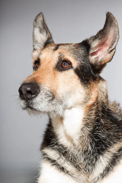 Carino il vecchio cane pastore tedesco. Studio girato isolato su sfondo grigio . — Foto Stock