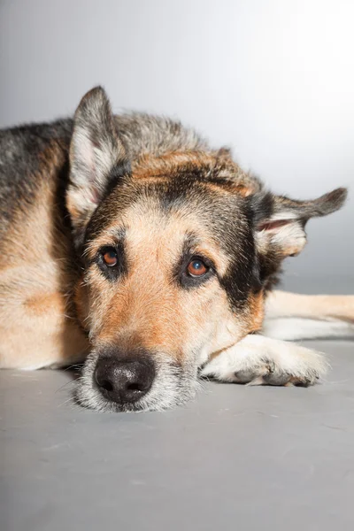 stock image Cute old german shepherd dog. Studio shot isolated on grey background.