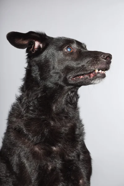 Blandras svart hund. Studio skott isolerade på grå bakgrund. — Stockfoto