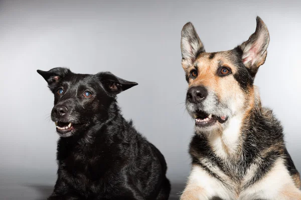 stock image Two dogs together. Black mixed breed dog and german shepherd. Studio shot isolated on grey background.