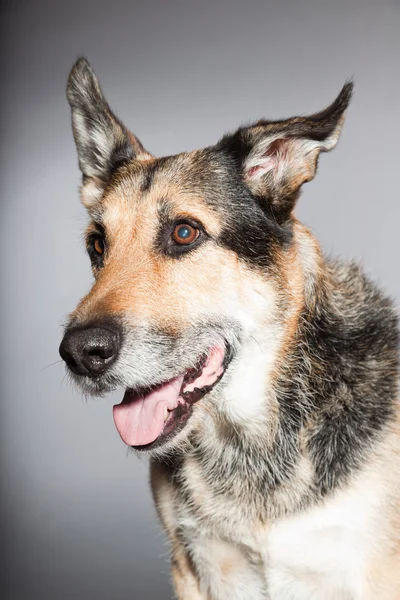 Carino il vecchio cane pastore tedesco. Studio girato isolato su sfondo grigio . — Foto Stock