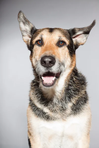 Netter alter deutscher Schäferhund. Studioaufnahme isoliert auf grauem Hintergrund. — Stockfoto