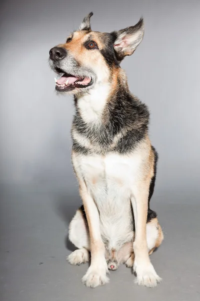 Cute old german shepherd dog. Studio shot isolated on grey background. — Stock Photo, Image