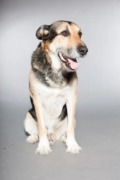 Lindo perro pastor alemán. Estudio plano aislado sobre fondo gris . —  Fotos de Stock