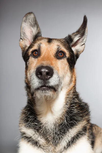 Χαριτωμένο γέρικο σκυλί Γερμανικός Ποιμενικός. στούντιο πυροβόλησε απομονωμένες σε γκρι φόντο. — Φωτογραφία Αρχείου
